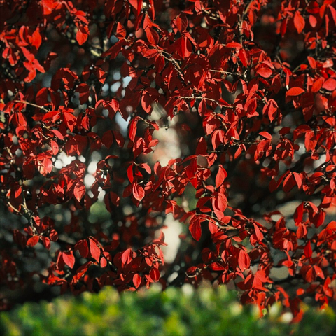 Bright red autumn leaves fill most of the frame, as a curved green shrub reveals itself out of focus at the bottom.