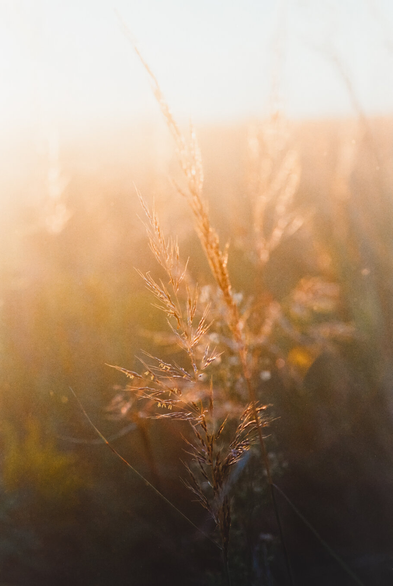 Close-up of tall sunlit prairie grass glowing in soft golden light at sunrise or sunset. The background is blurred and warm, giving the image a dreamy, nostalgic mood.