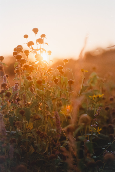 Wildflowers and dried seed heads illuminated by the setting sun in a golden field. The warm light filters through petals and stems, creating a soft, hazy atmosphere of late summer.