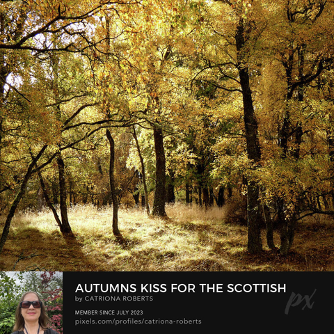 Coloured photograph featuring the design- 

Autumns Kiss for the Scottish Highlands.

I took this photo during a lovely autumnal nature walk through the Scottish Highlands. 

Features golden light filtering through the dense canopy of an autumn forest, casting soft shadows on the leaf-strewn ground. 

Tall Birch trees with branches covered in vibrant golden/yellow foliage create a tranquil and picturesque scene.

Click links on the main post for options.
