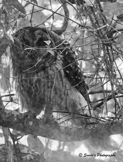 "A barred owl perches silently on a thick tree branch, cloaked in a dense tangle of vines and foliage. The photograph is in black and white, emphasizing texture over color—every feather, leaf, and tendril rendered in shades of shadow and light. The owl’s plumage blends seamlessly with the bark and bramble, its mottled stripes and speckled chest echoing the forest’s own camouflage. Its round face is partially obscured by a curling vine, giving the impression that the forest itself is trying to keep the owl hidden.

The owl’s eyes, though not fully visible, seem to peer through the veil of leaves with quiet intensity. Its posture is still, alert, and ancient—like a sentinel woven into the woods. The surrounding vegetation forms a natural lattice, a chaotic yet elegant mesh of branches and leaves that both conceal and frame the owl. Mist or soft haze drifts across the lower part of the image, adding a spectral quality, as if the owl is emerging from a dream or slipping into myth.

The entire composition feels like a secret—an encounter not meant to be seen, captured only by chance and reverence. The watermark “© Swede’s Photographs” rests in the bottom corner, a quiet signature to this moment of wild intimacy." - Microsoft Copilot