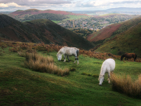 A grey and a chestnut pony graze peacefully on lush green moorland dotted with patches of golden-brown tussock grass in the foreground, within a dramatic V-shaped valley framed by steep darkly-vegetated hillsides in shades of moss green and russet brown. Beyond the valley, the picturesque market town of Church Stretton nestles amongst clusters of trees in the middle distance, its buildings rendered small by scale but clearly visible amidst autumnal woodland in yellows and greens, whilst the distinctive rounded summit of Hope Bowdler Hill rises majestically in the far background with similar autumnal colouration. The landscape extends further still to distant purple-hazed ridges and the faraway Clee Hills, all beneath a pale sky scattered with soft white clouds, creating a quintessential Shropshire Hills vista that captures the essence of the moorland's pastoral character and dramatic topography.