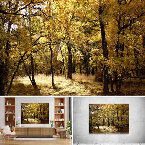 Above coloured photograph featuring the design- 

Autumns Kiss for the Scottish Highlands. 

Lower left design on a Canvas Print on a wall above a living room unit.

Lower right design on an exhibition wall. 

I took this photo during a lovely autumnal nature walk through the Scottish Highlands. 

Features golden light filtering through the dense canopy of an autumn forest, casting soft shadows on the leaf-strewn ground. 

Tall Birch trees with branches covered in vibrant golden/yellow foliage create a tranquil and picturesque scene. 

Mockups combined in a grid format in canva.com

Click links on the main post for options.
