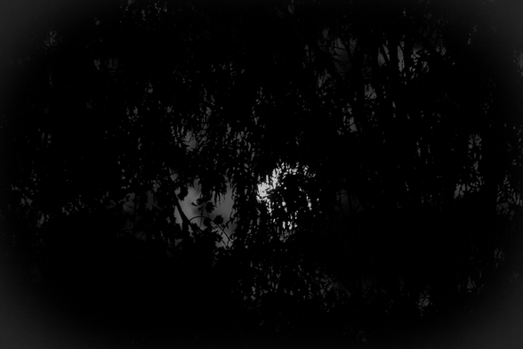 A very dark and eerie photo of the moon through the trees.