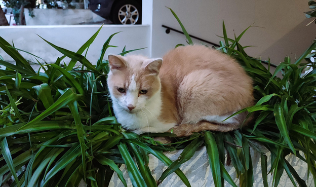 A ginger and white stray cat is curled up and sitting on top of an outdoor planter, having completely flattened the  green leaves of the plant that it's sitting on. The cat is looking downward and appears to be casually resting, not showing a single sign of care of discomfort.