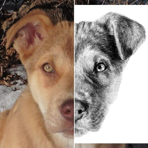 Black and white drawing of a puppy named Riley, with the left half of the image being the reference.
