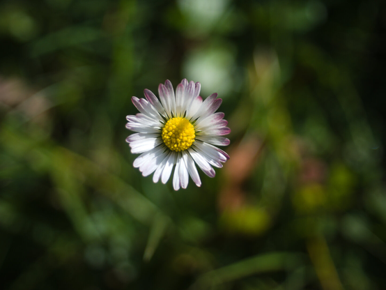 Single dandylien in colour