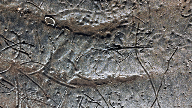 motifs aléatoires créé par des crustacés dans le sable

