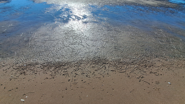 plage ou des crustracés font des genres de caractères sanscrits