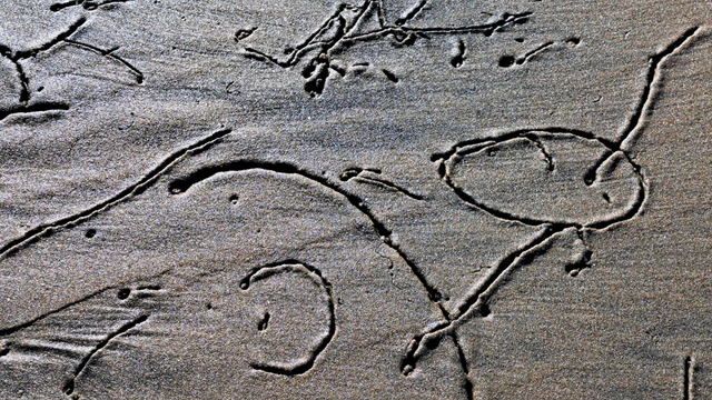 motus créés oar crustacés dans le sable
