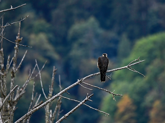 Lonely Predator, no idea what kind of bird predator this is, but super cool #predator #bird #birds #birdsofmastodon #nisqually #seattle #nature #naturephotography #photo #photography 
