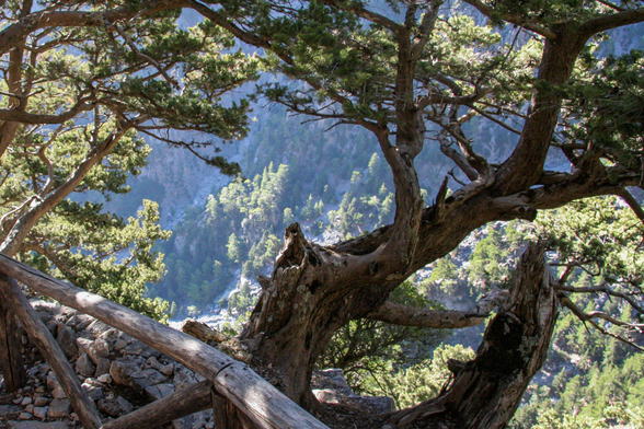 View of a mountainous landscape through trees, with a rustic wooden handrail in the foreground.