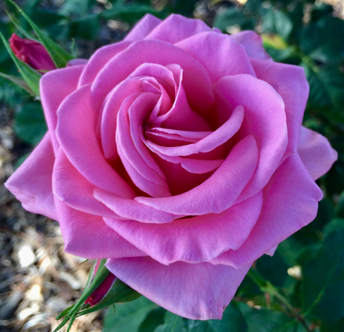 Delicious pick rose