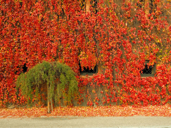 A wall with three windows covered by red leaves. In front a small green tree
