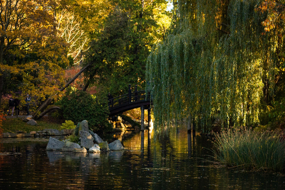 The photo shows a peaceful garden scene with a small arched wooden bridge crossing over a calm -- albeit big --pond. The water reflects surrounding greenery and golden autumn leaves. A large willow tree drapes its long branches over the water, and rocks and plants frame the scene. A few people are visible in the background but not disturbing the tranquil setting.