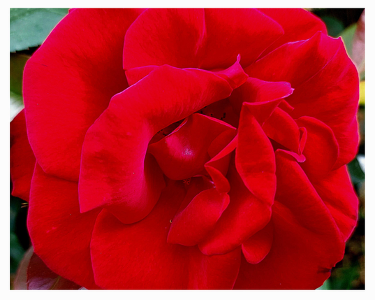 Close-up of a bright red rose. Its petals look like velvet.
