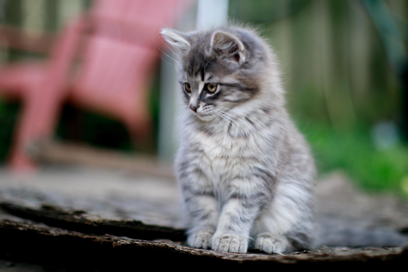 Some new edits of baby Luna. I miss our old play days in the backyard.  I love her in the house but it's just different.🥰