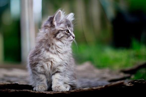 Some new edits of baby Luna. I miss our old play days in the backyard.  I love her in the house but it's just different.🥰