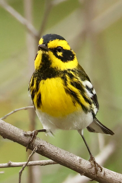 a yellow bird with what appears to be a black mask.