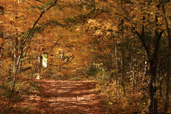 This is an autumn season photo which creates the sense of being fully immersed in fall colours. The hiking trail, which is about six feet wide, is slightly inclined uphill in this section and is mostly covered by fallen leaves. Trees line both sides of the trail and the many branches form an arch overhead. The colour of the leaves is orangish and is accentuated with some backlighting from the afternoon sun. An informational sign can be seen on the left side of the trail at the top of the incline. Some shadows from the trees can be seen on the trail's surface.