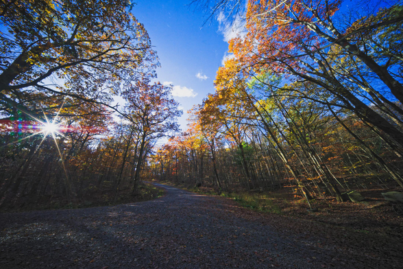 A gravel road enters from the lower left and bends to go up the center,  surrounded in all directions by spectacular fall colors with the sun the center of a 10-pointed star in the center left with a mostly blue sky above with just a few clouds