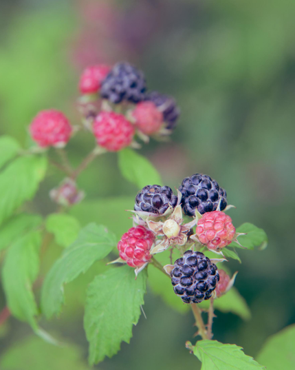 Two clusters of black and red berries with jagged edged foliage and even more far out of focus in the background