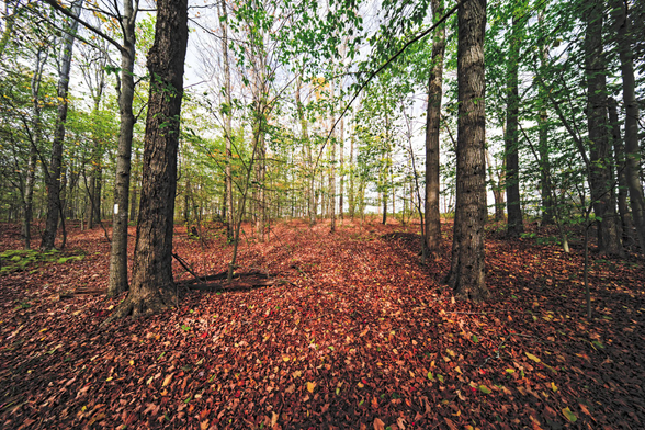 A forest without a lot of understory but rather a flood covered with fallen leaves with there still being a lot of leaves from midsize trees in the color range between yellow and green