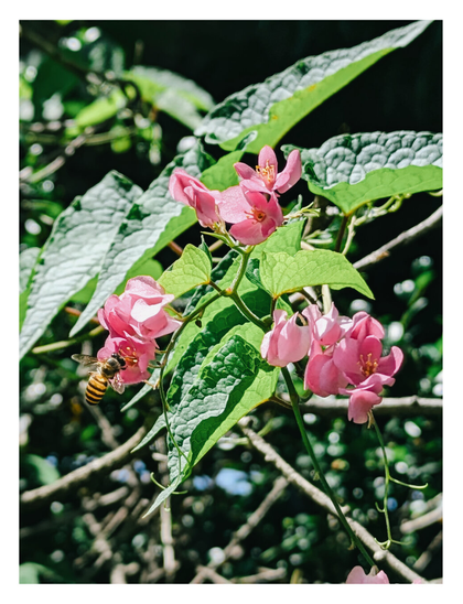 A honeybee with yellow and black stripes gathering nectar from a cluster of delicate pink flowers. The bee is perched on a blossom on the left, surrounded by vibrant green leaves and a softly blurred background of foliage.  - Google Gemini 2.5 Pro