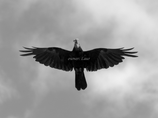 Bird, closeup, black and white, photo