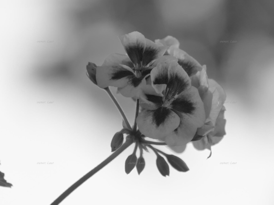 Flowers, closeup, black and white, photo