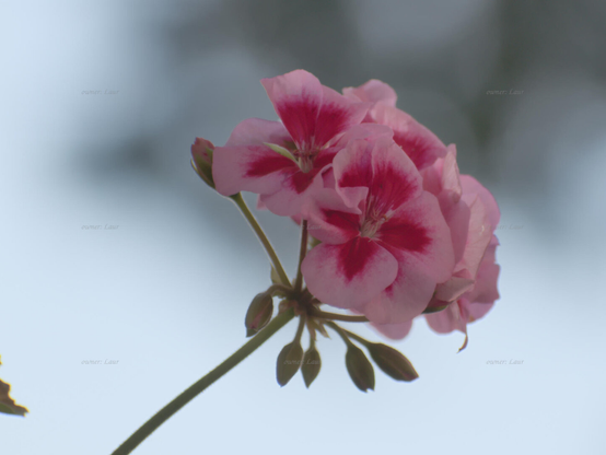 Flowers, closeup, color, photo