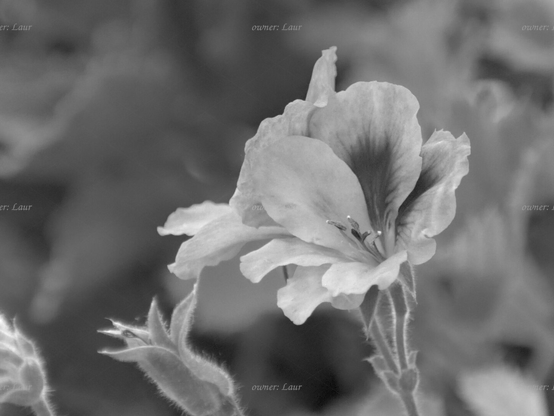 Flowers, closeup, black and white, photo