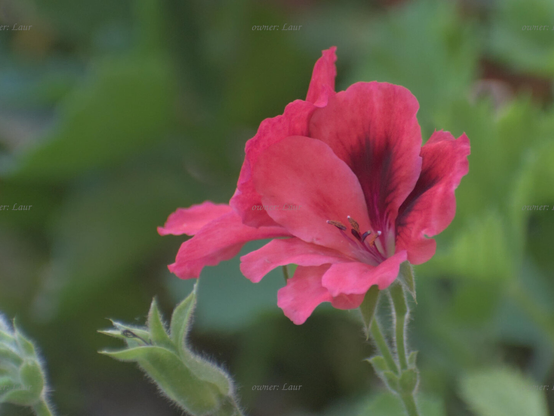 Flowers, closeup, color, photo