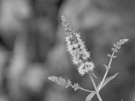 Flowers, closeup, black and white, photo