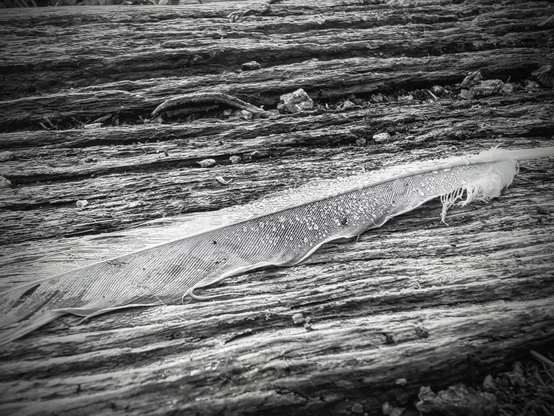 Une plume de tourterelle posée sur du bois mort. La photo est en noir et blanc avec un léger vignettage. La plume est couverte de petites gouttes d'eau. 