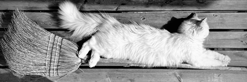 Eine helle, langhaarige Katze liegt ausgestreckt auf Holzbrettern, direkt über einem Reisigbesen. Durch die Perspektive und Anordnung wirkt es fast, als würde die Katze auf dem Besen liegen – ein humorvolles Schwarzweißfoto, passend zu Halloween