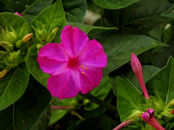 En primer plano aparece una flor de 5 pétalos pegados en gran parte de sus bordes a los de al lado, y en color púrpura. Del centro surgen 4 estambres del mismo color, acabados en un abultamiento de color amarillo-naranja. Hacia el centro de la flor, el color tiende a difuminarse hacia un tono más claro. A la derecha de la flor hay un capullo de la misma planta completamente cerrado aún con forma de maraca. El resto de la imagen está ocupado por el color verde de las hojas de la planta. No se distingue la forma completa de las hojas, pues está muy juntas unas con otras, pero sí se aprecia que acaban en punta y se van ensanchando hacia el tallo.