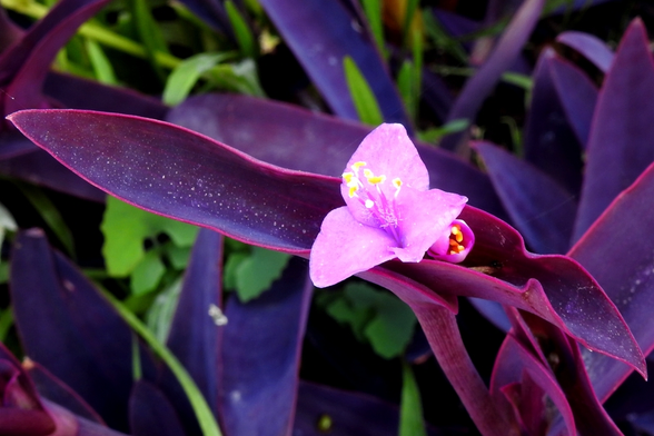 Plano corto de una flor de color rosado con 3 pétalos solapados, que envuelven un grupo de unos 8 estambres del mismo color y que acaban en un abultamiento de forma alargada de color amarillo. Debajo de la flor aparece otra similar a medio abrir. Las hojas de la planta son de color púrpura y de forma lanceolada. El fondo de la imagen contiene más hojas de la planta y alguna de color verde, sugiriendo un ambiente de jardín.
