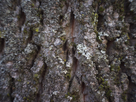 Bark with Lichen. in colour