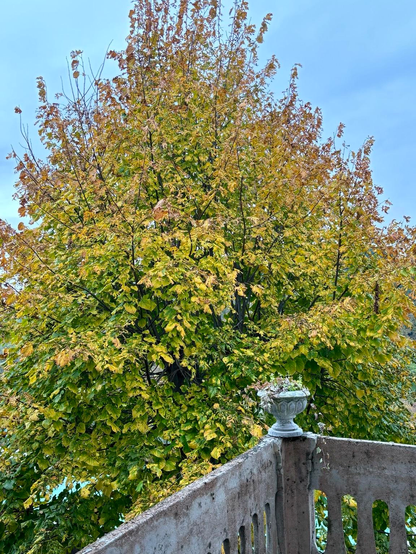 A view of a lush tree displaying autumn foliage, with yellow and green leaves, alongside a decorative stone planter placed on a balcony railing. The sky is partly cloudy in the background.