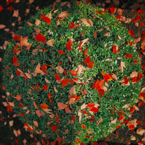 A small, round green shrub is viewed from above, as red leaves sprinkle atop it and across the ground at its base.
