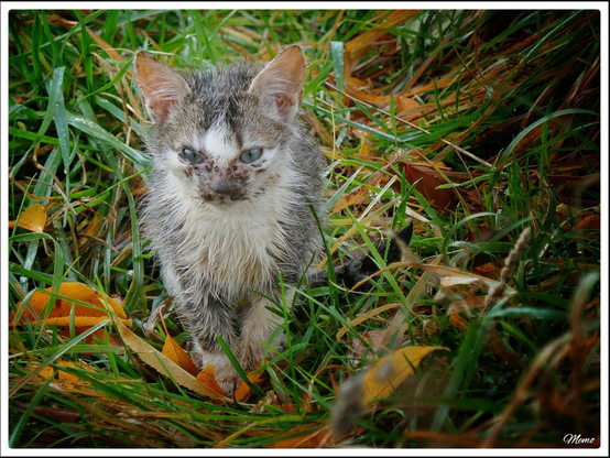 Bildbeschreibung: 
Die Moorkatzen beim Fressen.