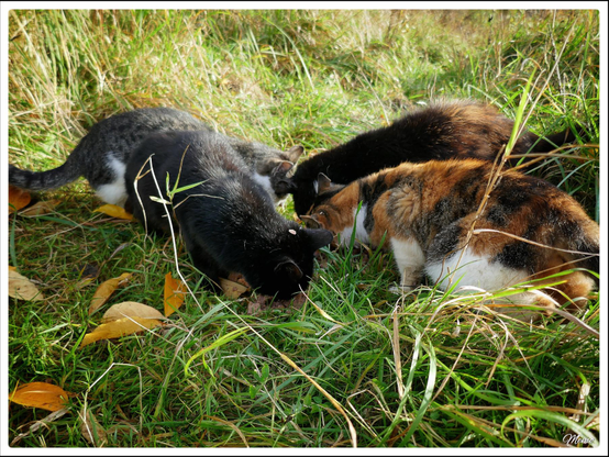 Bildbeschreibung: 
Die Moorkatzen beim Fressen.