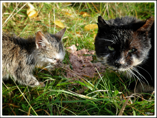 Bildbeschreibung: 
Die Moorkatzen beim Fressen.