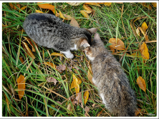 Bildbeschreibung: 
Die Moorkatzen beim Fressen.