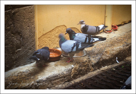 The image captures a small group of pigeons gathered on a stone ledge against a yellow wall, creating a simple yet lively street scene. The pigeons exhibit typical urban bird behavior, pecking around a shallow bowl filled with food, suggesting a moment of communal feeding. The rustic texture of the rough stone ledge contrasts with the smooth feathers of the birds, emphasizing the gritty urban environment they inhabit.

The lighting is soft, with a warm glow that highlights the subtle blue and grey hues on the pigeons’ feathers, adding a gentle vibrancy to the muted backdrop. The worn yellow paint and the presence of a metal grate below evoke an old city vibe, perhaps a quiet alleyway.

Symbolically, pigeons often represent adaptability and survival within human-altered landscapes, and their presence here underscores the coexistence of nature and city life. Artistically, the image balances stillness and movement—a fleeting moment frozen, capturing everyday life and the understated beauty found in common urban scenes.