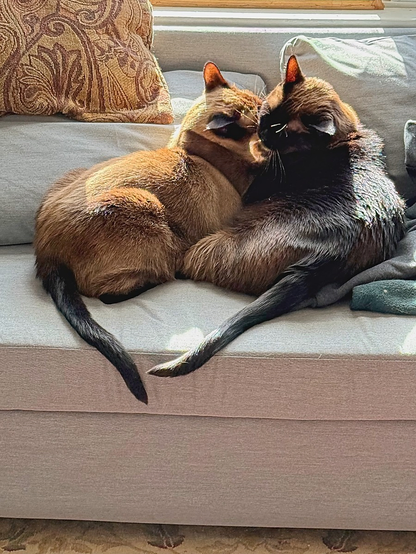 Happy Caturday - we had some sun yesterday and the cats enjoyed it a lot. #caturday #cats #cat #photography #pets #petlife #photo 