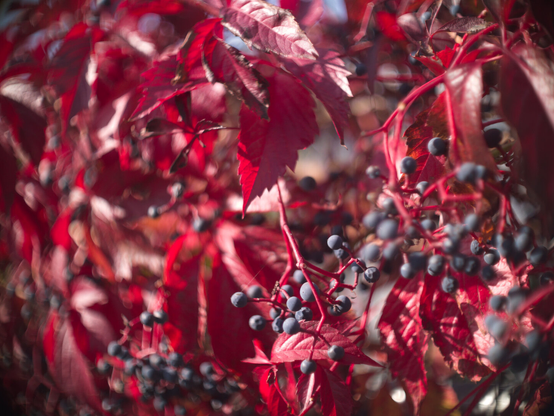 Red leefs and berrys