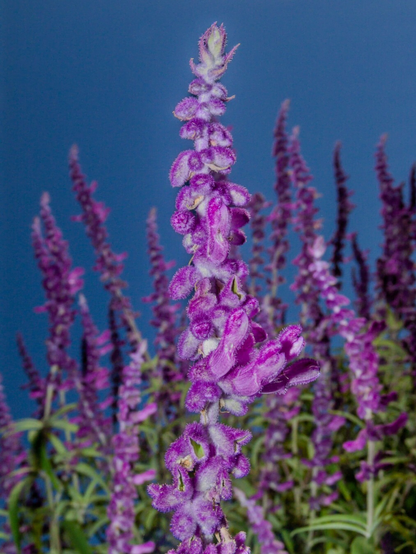 The image features a close-up view of a spike of purple flowers against a clear blue sky. The foreground displays vibrant purple flowers with soft, plush petals and hints of green leaves at the base. The central flower spike is in sharp focus, while the background shows a dense cluster of similar flowers, slightly blurred.