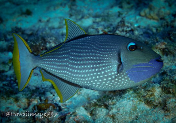 A sleek gray fish swimming over an underwater reef. The fish is marked with uniform white spots, a violet blue beard, and golden yellow on the edges of its fins.